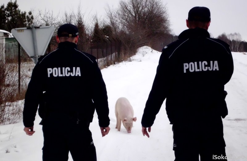 Świnka wymykała się policjantom (iSokolka.eu)