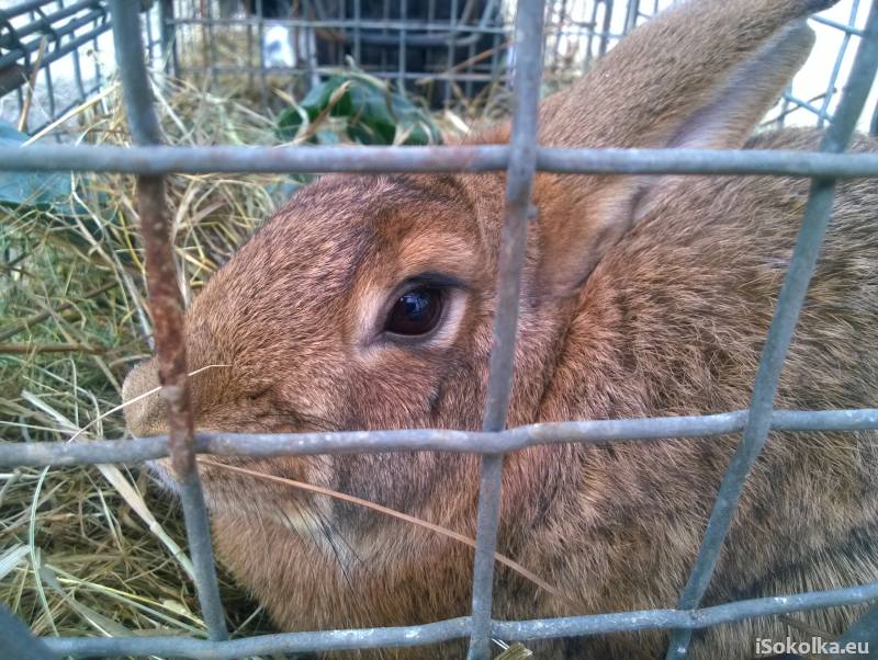 Chętni mogli nabyć króliki do domowej hodowli (iSokolka.eu)