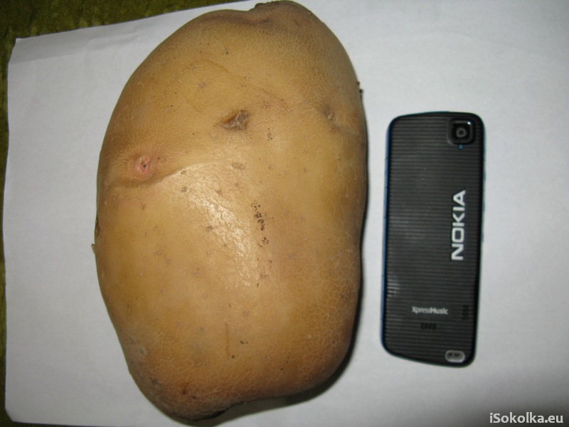 Ziemniak obok telefonu (nie smartfona) (iSokolka.eu)