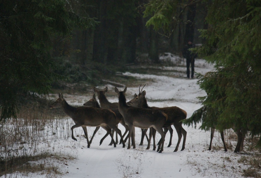 Stado jeleni podczas pędzenia (fot. G. Dworakowski)