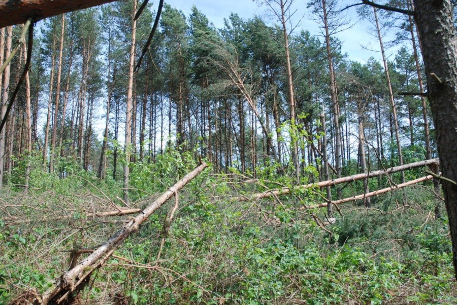 Drzewa połamane przez wiatr (RDLP)