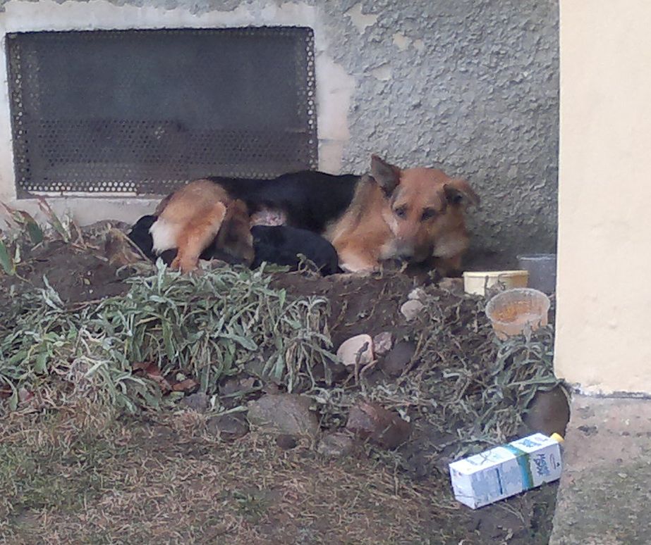Pieski znalazły schronienie przy jednej z klatek bloku (iSokolka.eu)