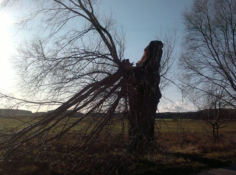 Drzewo złamane przez wichurę, listopad 2011 (iSokolka.eu)