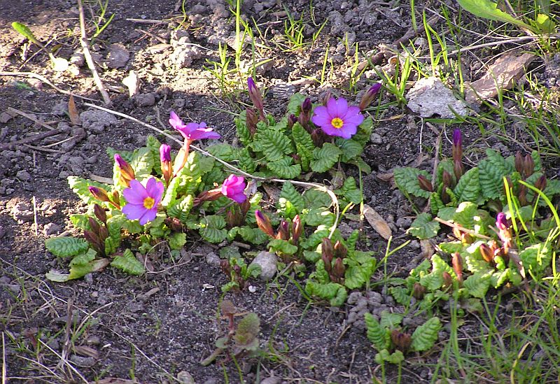 Kwiaty w jednym z ogródków na Grodzieńskiej w Sokółce (iSokolka.eu)