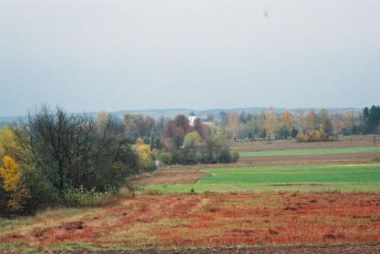 Pola w pobliżu Zalesia w gminie Kuźnica (iSokolka.eu)