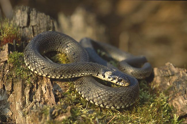 Wąż ma charakterystyczne żółte plamy za skroniami (Marek Szczepanek/ Wikipedia)