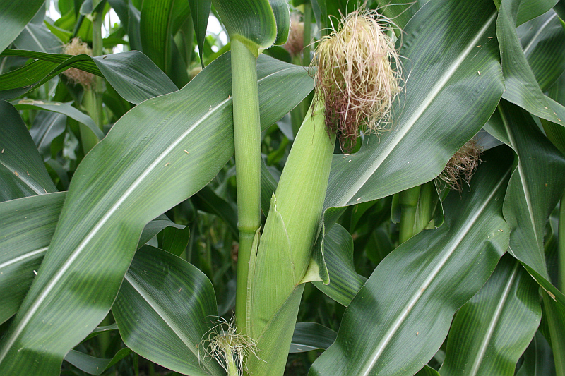 Paliwem w biogazowni ma być kukurydza (sxc.hu)