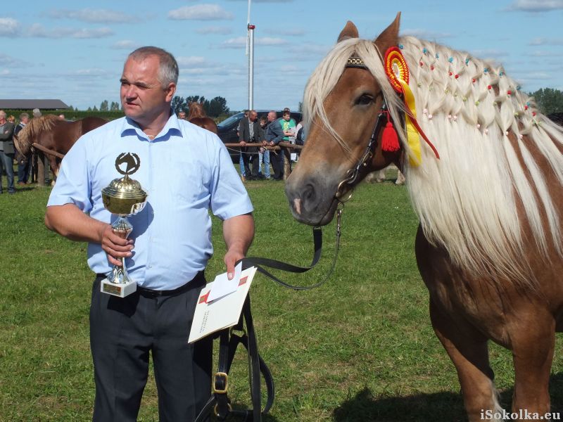 Wystawa konia sokólskiego podczas tegorocznych dożynek powiatowych (iSokolka.eu)