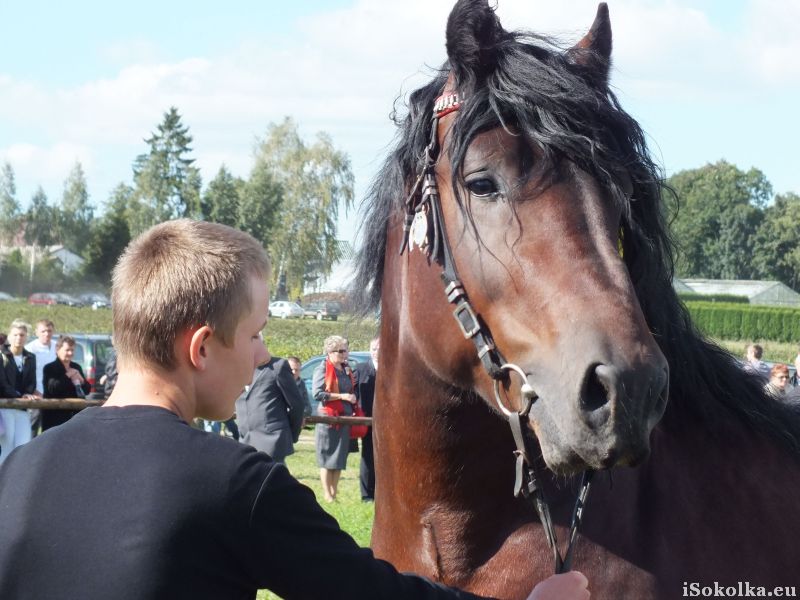 Hodowcy są dumni ze swoich koni (iSokolka.eu)