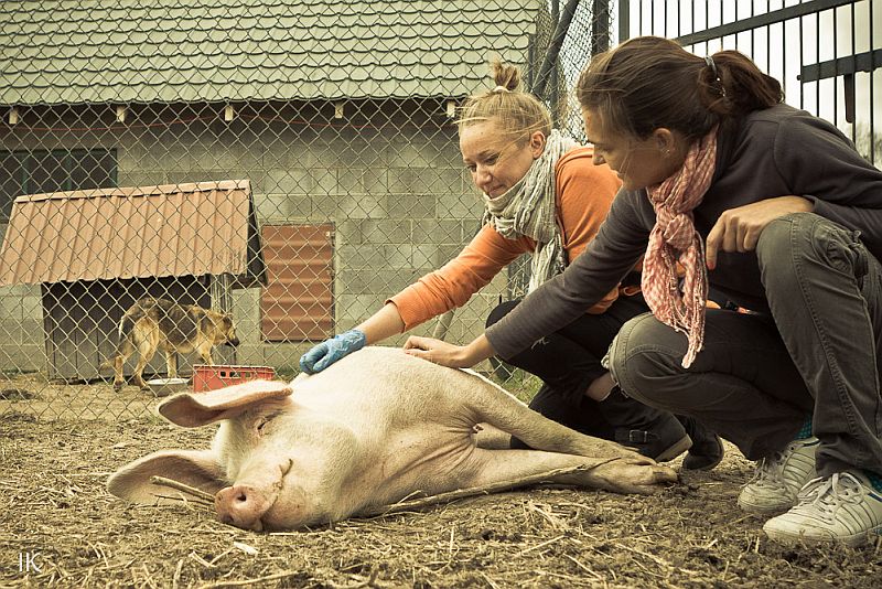 W ośrodku Viva! są trzy świnki. Z obsługą pierwsza klasa (Fundacja Viva!)