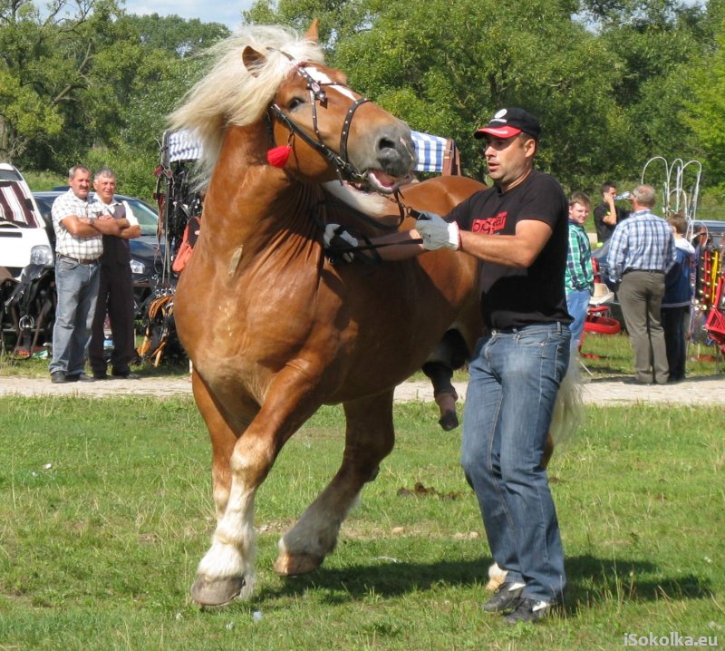Wystawiono 33 konie rasy sokólskiej (iSokolka.eu)