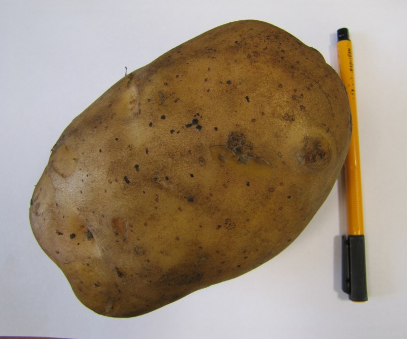 Rekordowy kartofel waży 80 dkg (iSokolka.eu)