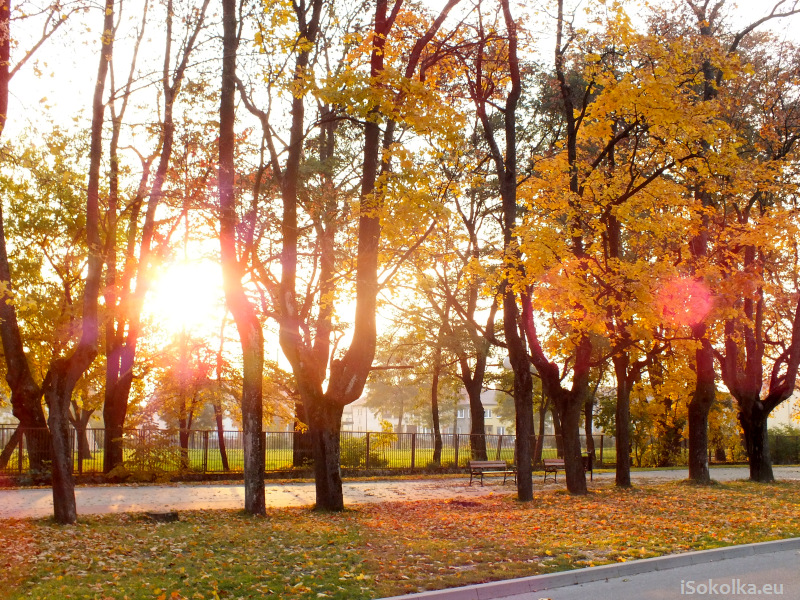 Jesienny zachód slońca w alejce na Zielonym Osiedlu (iSokolka.eu)