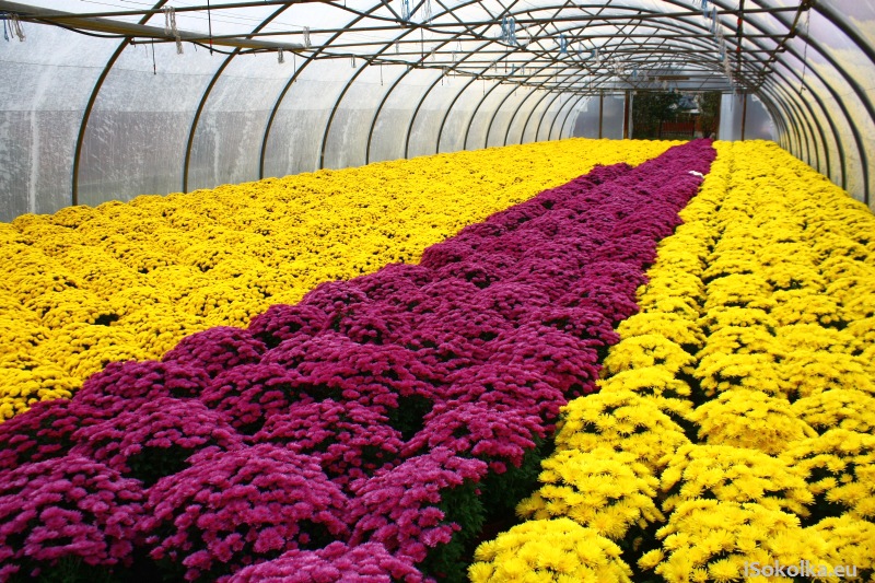 Rzędy kwiatów rosną w tunelach z folii (iSokolka.eu)