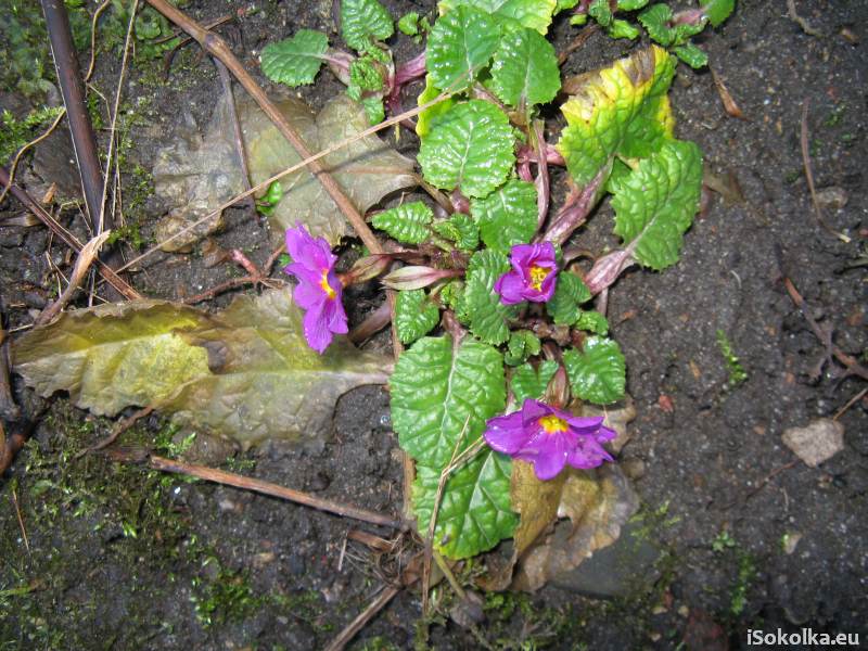 Niezwykle ciepła zima sprawiła, że rosliny zaczęły wypuszczać kwiaty (iSokolka.eu)