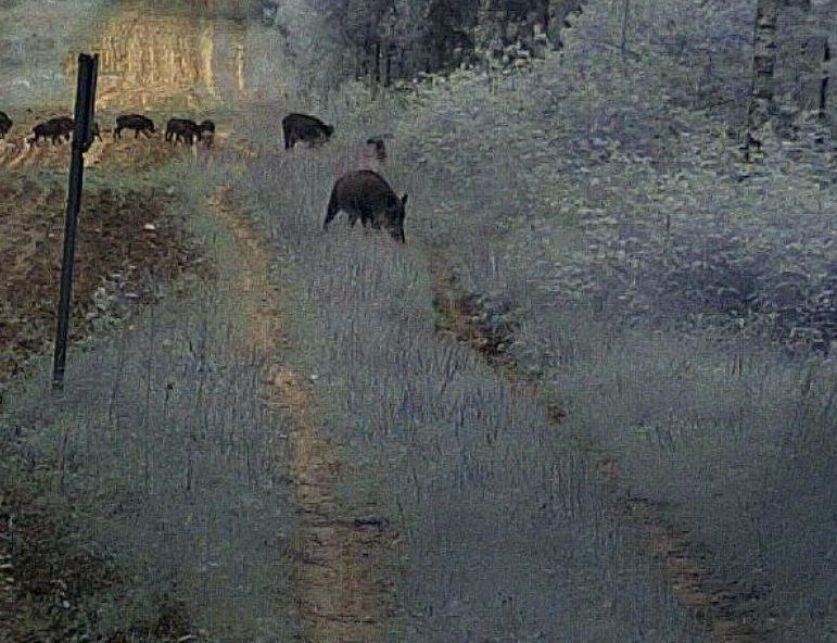 Dziki w pasie granicznym (podlaski.strazgraniczna.pl)