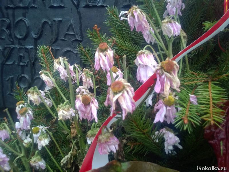 Zwiędłe kwiaty pod pomnikiem Józefa Piłsudskiego (iSokolka.eu)