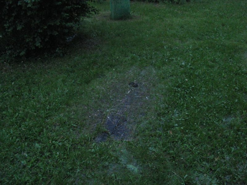 Trawnik po uderzeniu pioruna (Czytelnik)