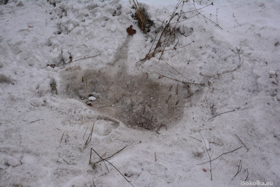 Po jednym z dzików został tylko ślad na śniegu (iSokolka.eu)
