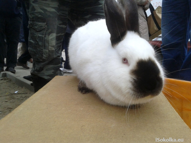 Można było dziś kupić żywe króliki (iSokolka.eu)