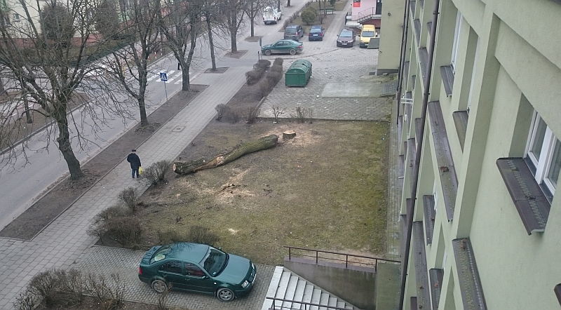 Jedno z wyciętych drzew przy ul. Sikorskiego (iSokolka.eu)