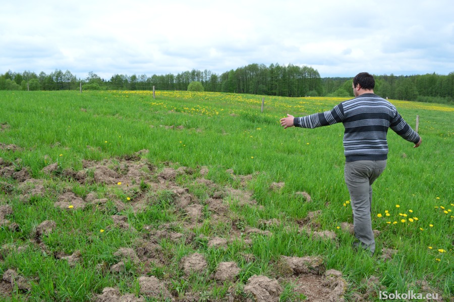 Jeden z gospodarzy pokazuje łąkę zrytą przez dziki (iSokolka.eu)