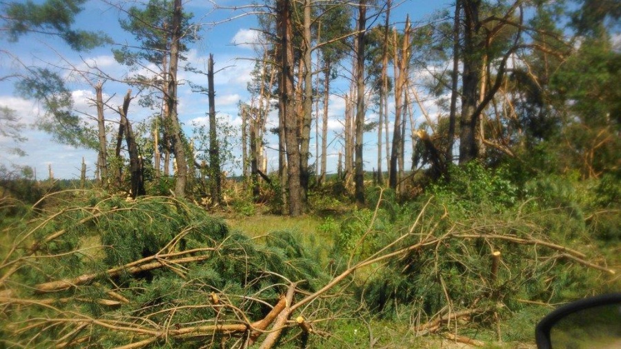 Połamane drzewa w okolicach Zabłudowa (Czytelnik)