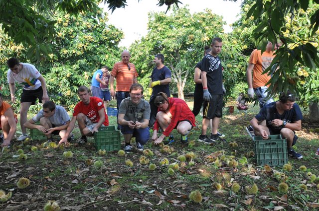 Na plantacji jadalnych kasztanów