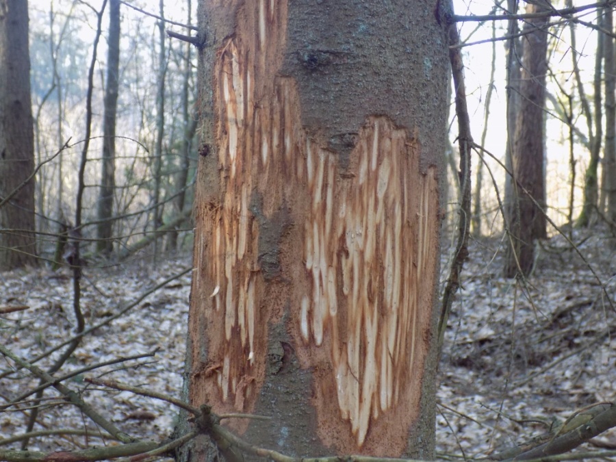 Spałowane drzewa (fot. Agnieszka Laskowska-Ginszt)