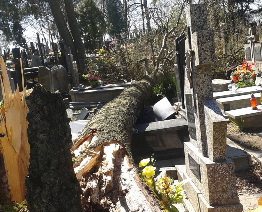 Powalone drzewo na sokólskim cmentarzu (Czytelnik)