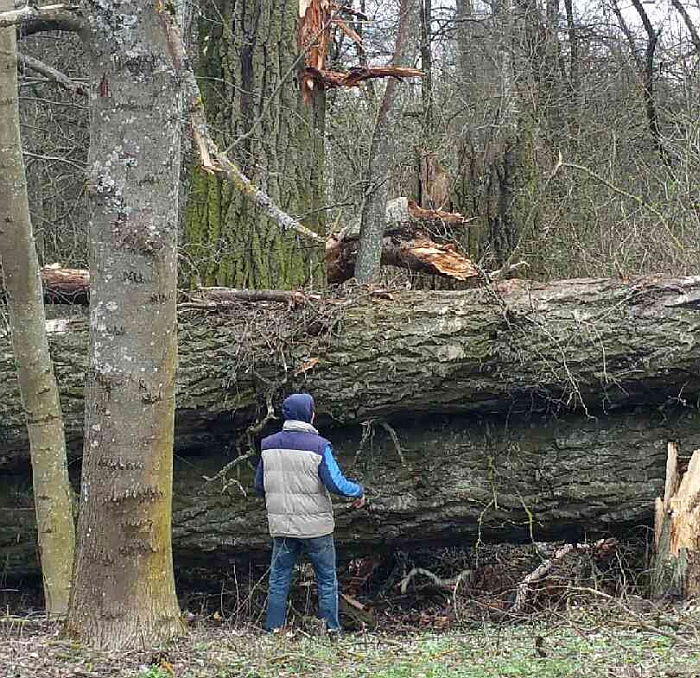 Potężne drzewa zniszczone po jednej z wichur 