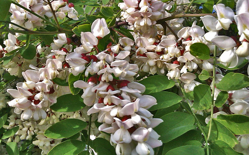 Kwiaty akacji białej (alisman/freeimages.com)