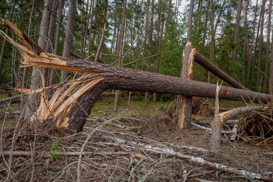 Drzewa połamane przez wichury (RDLP w Białymstoku)