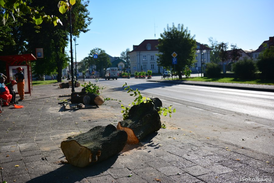Drzewa wycięto dziś rano (iSokolka.eu)