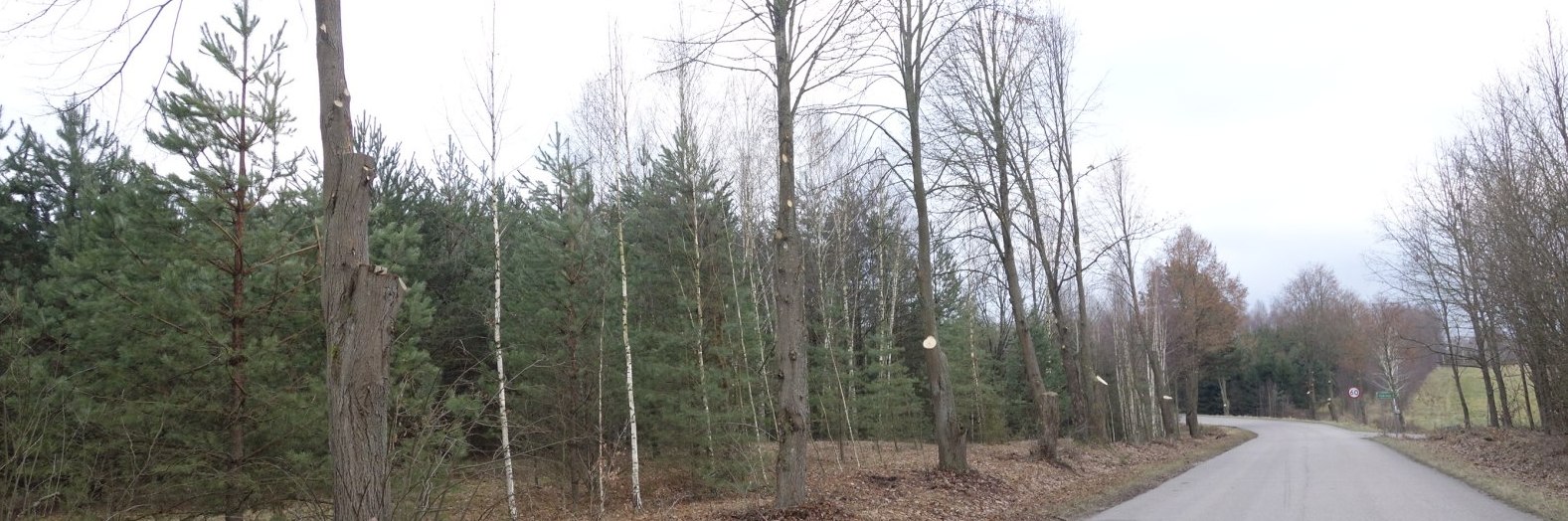 Przycięte drzewa na trasie Krynki - Kruszyniany (fot. A Bohdan)